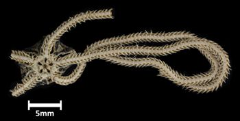 Media type: image;   Invertebrate Zoology OPH-3164 Description: Bottom of brittle star with mouth visible.;  Aspect: ventral